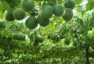 Fructus Momordicae extraktu