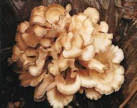Reishi Mushroon výhody
