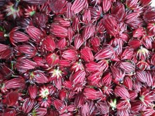 roselle herb roselle herb