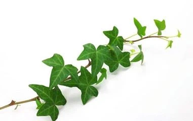 ivy ivy