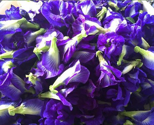 Butterfly Pea Flower Powder