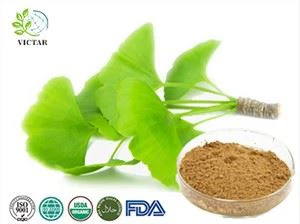 Ginkgo Biloba Leaf Extract